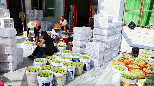 楚雄元謀 小桃李成就鄉(xiāng)村振興大產(chǎn)業(yè)