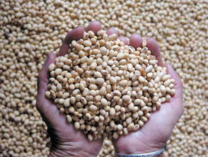 高價囤豆的代價 中國豆企應警惕美方數(shù)據(jù)陷阱與市場博弈