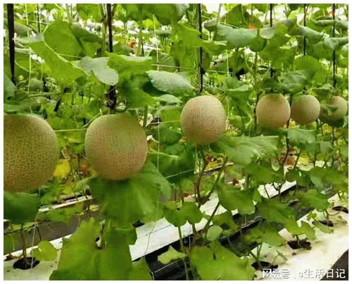 賽罕區(qū) 以初級農(nóng)產(chǎn)品為抓手，加快構建新發(fā)展格局，著力推動高質(zhì)量發(fā)展